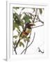 Chestnut-Eared Aracari Feeding on Fruits at Iguacu National Park, Brazil-Alex Saberi-Framed Photographic Print