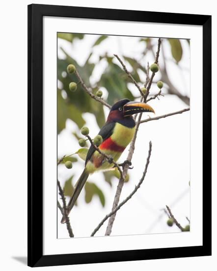 Chestnut-Eared Aracari Feeding on Fruits at Iguacu National Park, Brazil-Alex Saberi-Framed Photographic Print