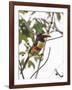 Chestnut-Eared Aracari Feeding on Fruits at Iguacu National Park, Brazil-Alex Saberi-Framed Photographic Print