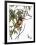 Chestnut-Eared Aracari Feeding on Fruits at Iguacu National Park, Brazil-Alex Saberi-Framed Photographic Print