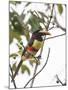 Chestnut-Eared Aracari Feeding on Fruits at Iguacu National Park, Brazil-Alex Saberi-Mounted Photographic Print