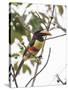 Chestnut-Eared Aracari Feeding on Fruits at Iguacu National Park, Brazil-Alex Saberi-Stretched Canvas