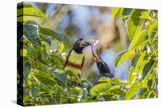 Chestnut-Eared Aracari (Pteroglossus Castanotis), Misiones, Argentina-Michael Nolan-Stretched Canvas