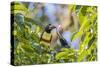 Chestnut-Eared Aracari (Pteroglossus Castanotis), Misiones, Argentina-Michael Nolan-Stretched Canvas