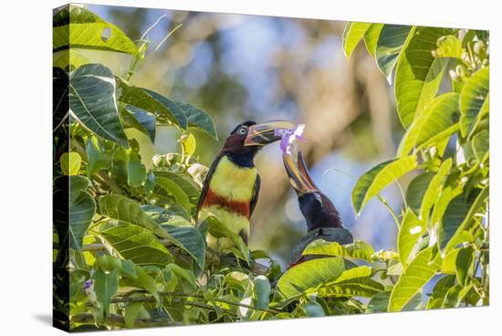 Chestnut-Eared Aracari (Pteroglossus Castanotis), Misiones, Argentina-Michael Nolan-Stretched Canvas