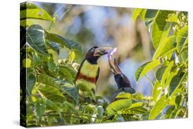 Chestnut-Eared Aracari (Pteroglossus Castanotis), Misiones, Argentina-Michael Nolan-Stretched Canvas