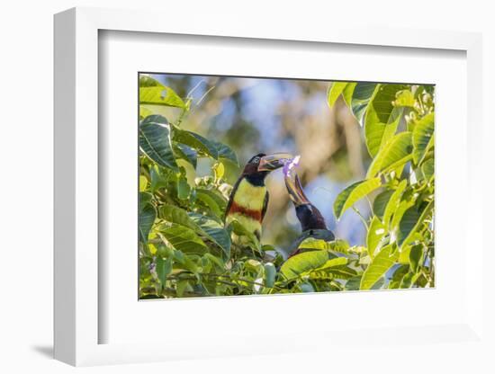 Chestnut-Eared Aracari (Pteroglossus Castanotis), Misiones, Argentina-Michael Nolan-Framed Photographic Print