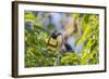 Chestnut-Eared Aracari (Pteroglossus Castanotis), Misiones, Argentina-Michael Nolan-Framed Photographic Print