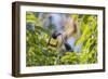 Chestnut-Eared Aracari (Pteroglossus Castanotis), Misiones, Argentina-Michael Nolan-Framed Photographic Print