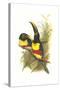 Chestnut Eared Aracari-John Gould-Stretched Canvas