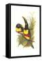 Chestnut Eared Aracari-John Gould-Framed Stretched Canvas