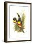 Chestnut Eared Aracari-John Gould-Framed Art Print