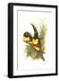 Chestnut Eared Aracari-John Gould-Framed Art Print