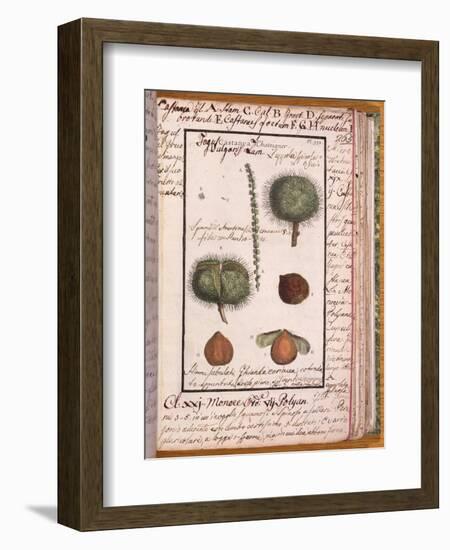 Chestnut, from "Dizionario Di Botanica"-null-Framed Giclee Print