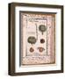 Chestnut, from "Dizionario Di Botanica"-null-Framed Giclee Print