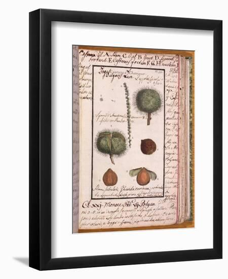 Chestnut, from "Dizionario Di Botanica"-null-Framed Giclee Print