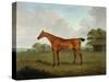 Chestnut Horse in a Landscape, 1815-John Nott Sartorius-Stretched Canvas