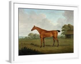 Chestnut Horse in a Landscape, 1815-John Nott Sartorius-Framed Giclee Print