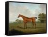 Chestnut Horse in a Landscape, 1815-John Nott Sartorius-Framed Stretched Canvas