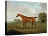 Chestnut Horse in a Landscape, 1815-John Nott Sartorius-Stretched Canvas