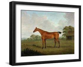 Chestnut Horse in a Landscape, 1815-John Nott Sartorius-Framed Giclee Print