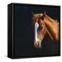 Chestnut Horse with White Blaze, Head Portrait-Jane Burton-Framed Stretched Canvas