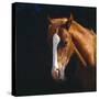 Chestnut Horse with White Blaze, Head Portrait-Jane Burton-Stretched Canvas