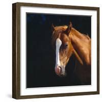 Chestnut Horse with White Blaze, Head Portrait-Jane Burton-Framed Photographic Print