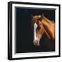 Chestnut Horse with White Blaze, Head Portrait-Jane Burton-Framed Photographic Print