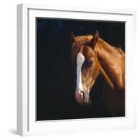 Chestnut Horse with White Blaze, Head Portrait-Jane Burton-Framed Photographic Print