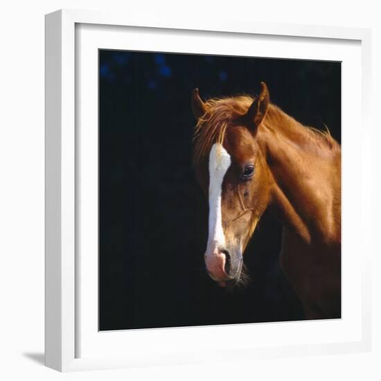 Chestnut Horse with White Blaze, Head Portrait-Jane Burton-Framed Photographic Print