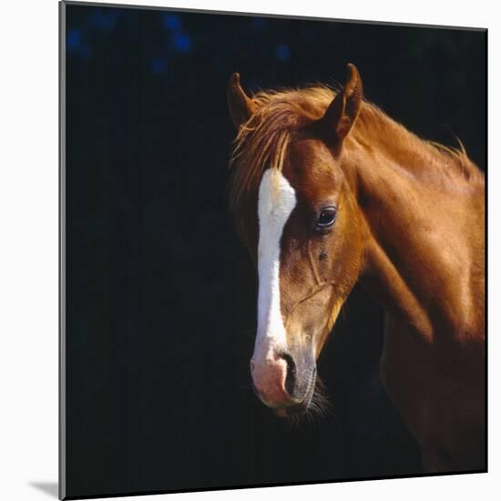 Chestnut Horse with White Blaze, Head Portrait-Jane Burton-Mounted Photographic Print