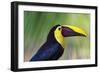 Chestnut-mandibled Toucan or Swainsons Toucan (Ramphastos ambiguus swainsonii), Costa Rica-Matthew Williams-Ellis-Framed Photographic Print