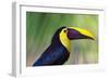 Chestnut-mandibled Toucan or Swainsons Toucan (Ramphastos ambiguus swainsonii), Costa Rica-Matthew Williams-Ellis-Framed Photographic Print