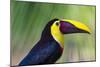 Chestnut-mandibled Toucan or Swainsons Toucan (Ramphastos ambiguus swainsonii), Costa Rica-Matthew Williams-Ellis-Mounted Photographic Print