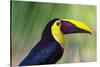 Chestnut-mandibled Toucan or Swainsons Toucan (Ramphastos ambiguus swainsonii), Costa Rica-Matthew Williams-Ellis-Stretched Canvas