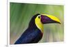 Chestnut-mandibled Toucan or Swainsons Toucan (Ramphastos ambiguus swainsonii), Costa Rica-Matthew Williams-Ellis-Framed Photographic Print