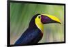 Chestnut-mandibled Toucan or Swainsons Toucan (Ramphastos ambiguus swainsonii), Costa Rica-Matthew Williams-Ellis-Framed Photographic Print