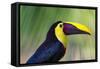 Chestnut-mandibled Toucan or Swainsons Toucan (Ramphastos ambiguus swainsonii), Costa Rica-Matthew Williams-Ellis-Framed Stretched Canvas