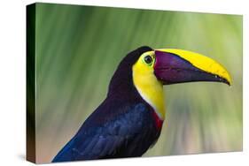 Chestnut-mandibled Toucan or Swainsons Toucan (Ramphastos ambiguus swainsonii), Costa Rica-Matthew Williams-Ellis-Stretched Canvas