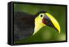 Chestnut-Mandibled Toucan-Mary Ann McDonald-Framed Stretched Canvas