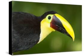 Chestnut-Mandibled Toucan-Mary Ann McDonald-Stretched Canvas