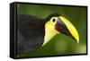 Chestnut-Mandibled Toucan-Mary Ann McDonald-Framed Stretched Canvas