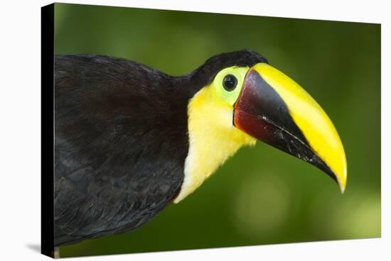 Chestnut-Mandibled Toucan-Mary Ann McDonald-Stretched Canvas