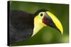 Chestnut-Mandibled Toucan-Mary Ann McDonald-Stretched Canvas