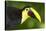 Chestnut-Mandibled Toucan-Mary Ann McDonald-Stretched Canvas