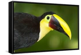 Chestnut-Mandibled Toucan-Mary Ann McDonald-Framed Stretched Canvas