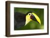 Chestnut-Mandibled Toucan-Mary Ann McDonald-Framed Photographic Print