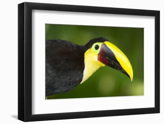 Chestnut-Mandibled Toucan-Mary Ann McDonald-Framed Photographic Print