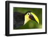 Chestnut-Mandibled Toucan-Mary Ann McDonald-Framed Photographic Print